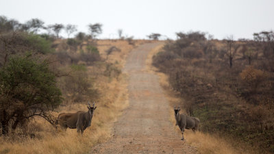 A pair of Elands in the distance.  They are the second largest antelope in the world, and very fearful of the trucks.