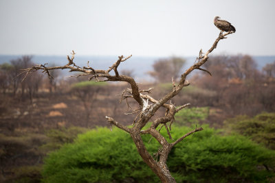 Vulture perched on a tree.