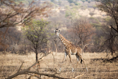 Giraffe mid-stride.