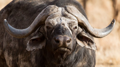 Closeup of a tough-looking Water Buffalo.