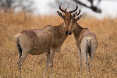 A pair of goofy looking Hartebeest.