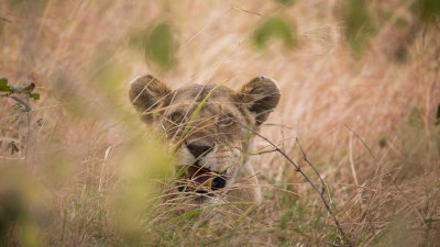 Lion in the grass.