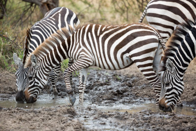 Drinking Zebra.