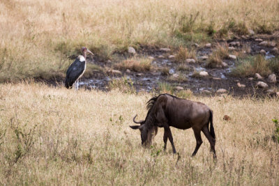 A Marabou Stork and a Wildebeest.