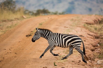 Zebra trotting across the road.