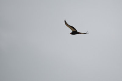A Bateleur Eagle, sadly this was the only one we saw and I couldn't get the camera focused correctly.