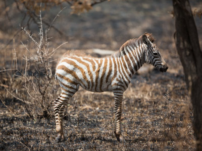 Baby Zebra.