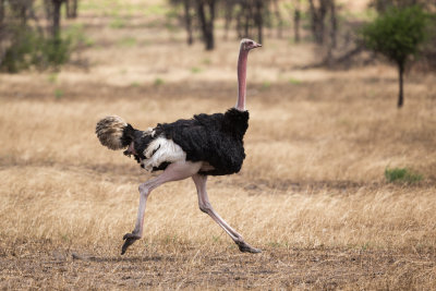 Ostrich on the run, chasing another one.