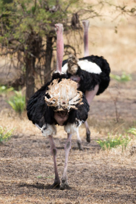 Ostrich butts.