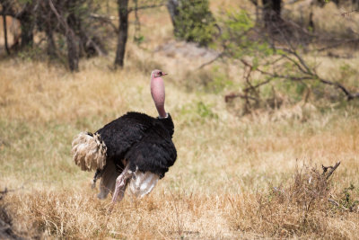 Ostrich displaying and making a lion-like roar with its neck.