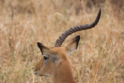A single-horned Impala.