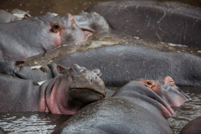 Happy as a hippo in shit!