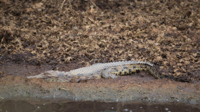 Immature Nile Crocodile.