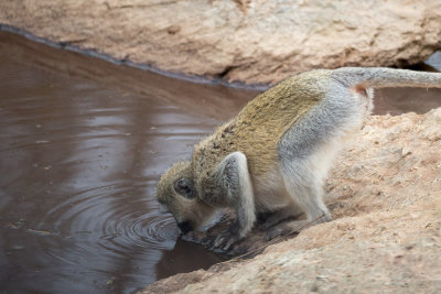 Watch out for crocs little Vervet Monkey!