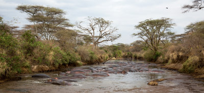 Lots of hippos, they smelled like cattle...