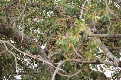 A leopard barely visible way up in a tree.