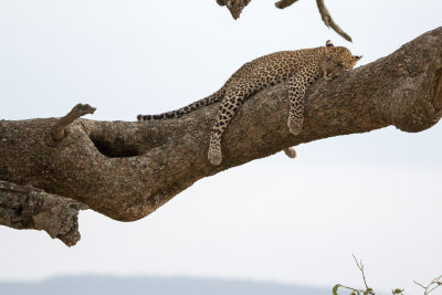 Juvenile leopard chilling in the tree, they're usually sleepy...