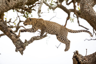 Leaping leopard!  They're usually sleepy, but this little guy decided to start playing around!