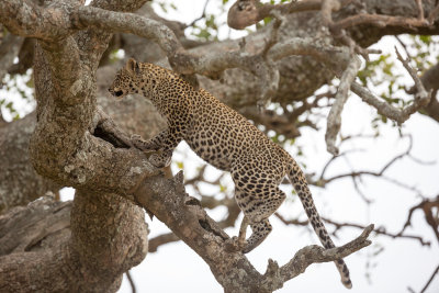 Oh just a leopard climbing a tree branch...