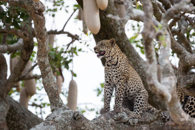 A juvenile leopard in a sausage tree, not something I'd expected to see...
