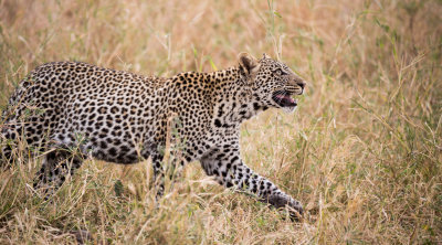 Oh wait, a THIRD leopard is joining the party, another juvenile.