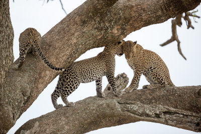 Oh, just THREE LEOPARDS IN A TREE.