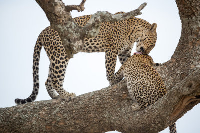 Doing a little grooming.