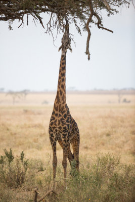 Browsing Giraffe at full stretch.