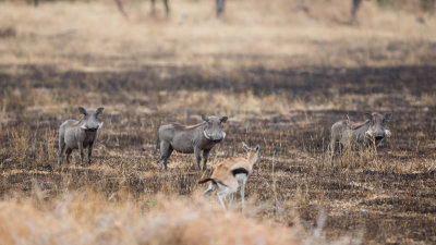 Three warthogs staring us down while a Thompson's Gazelle pees in front...