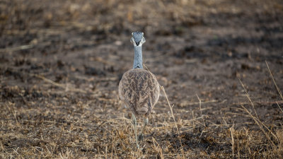 A White-Bellied Bustard.