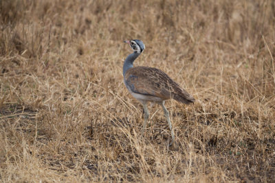 A White-Bellied Bustard.