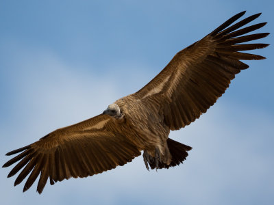 Vulture flying in, checking out the kill.