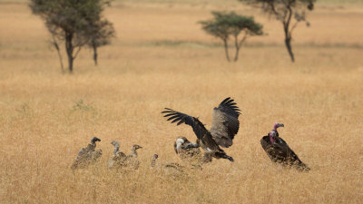 And joining the colony of vultures waiting for the jackal to finish eating.
