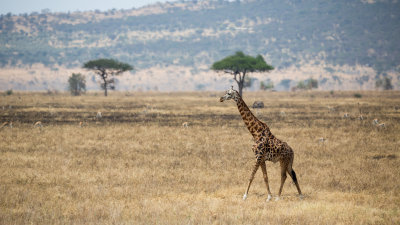 Giant giraffe striding across the grass.