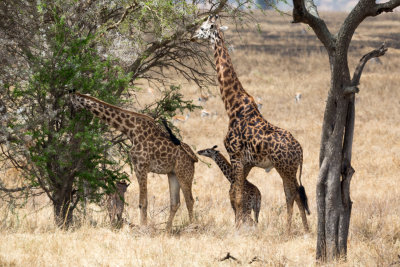 Family of four giraffe.  The big male had to be 20ft tall.