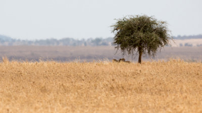 There was some debate as to whether that's two or three cheetahs under that tree, I'm pretty sure it's three.