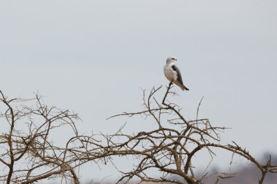A Black-shouldered Kite.