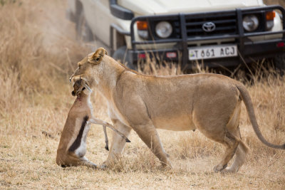 Lioness with a fresh kill!  She just walked in between a couple trucks like they weren't there.