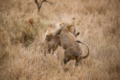 Lion fight!!!