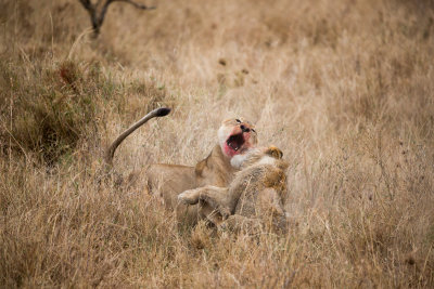 Lion fight!!!