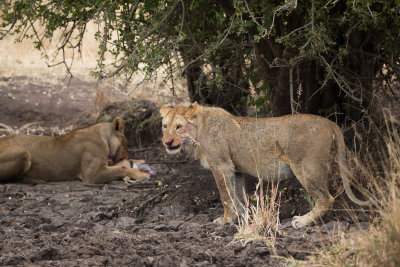 While the juvenile, bloody and defeated, is forced to keep waiting...