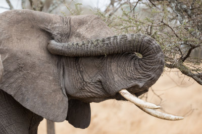 This is how elephants scratch their ears...
