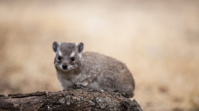 A baby rock hyrax.