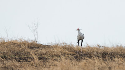 Secretary bird in the distance, note how long their legs are!