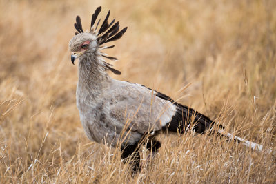 Secretary bird is unimpressed.