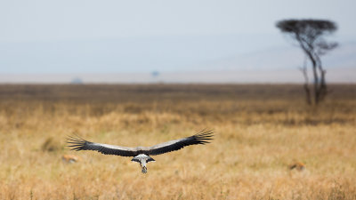 Secretary bird in flight.