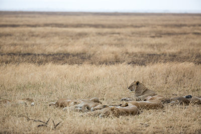 All in all there were 17 lions in this pride, the only one up is a juvenile male.