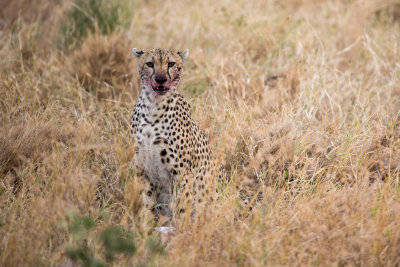 Cheetah munching on a kill!