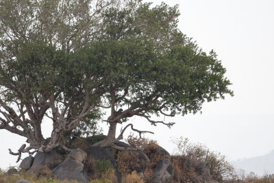 Steven﻿ somehow spotted this leopard in the distance behind the cheetah.