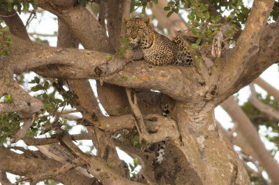 This leopard was unimpressed.